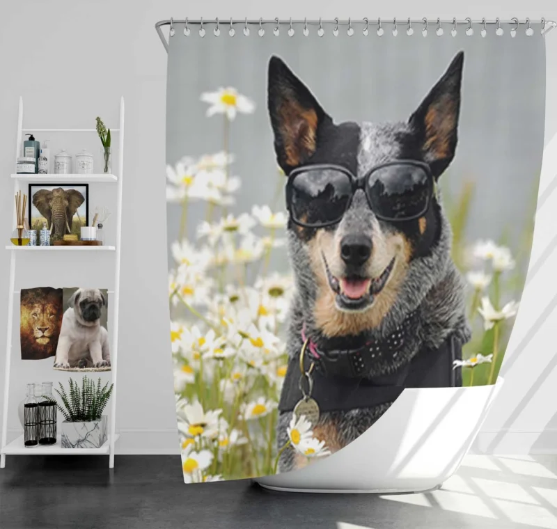 Daisy Flower in Sunglasses: Australian Cattle Dog Shower Curtain