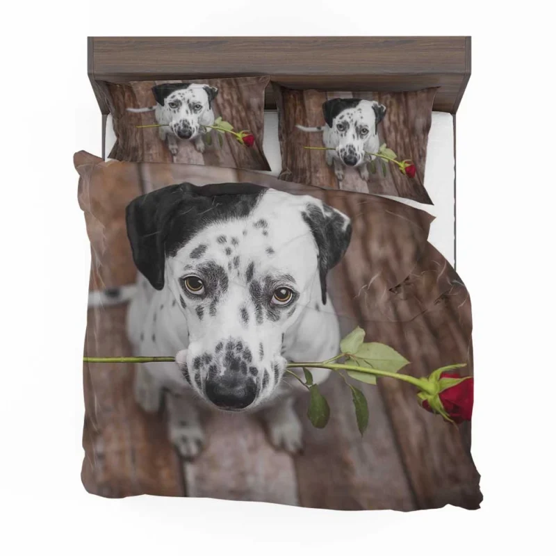 Dalmatian Staring at a Red Rose: Dalmatian Quartet Bedding Set 1