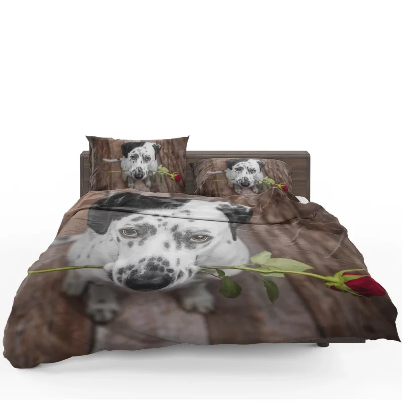 Dalmatian Staring at a Red Rose: Dalmatian Quartet Bedding Set