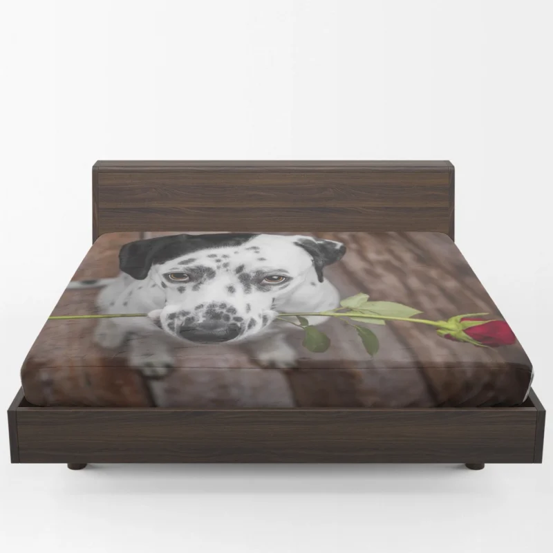 Dalmatian Staring at a Red Rose: Dalmatian Quartet Fitted Sheet 1