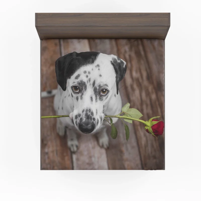 Dalmatian Staring at a Red Rose: Dalmatian Quartet Fitted Sheet