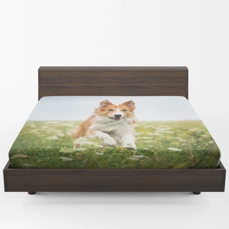 Depth Of Field Beauty in the Field with Border Collie Fitted Sheet 1