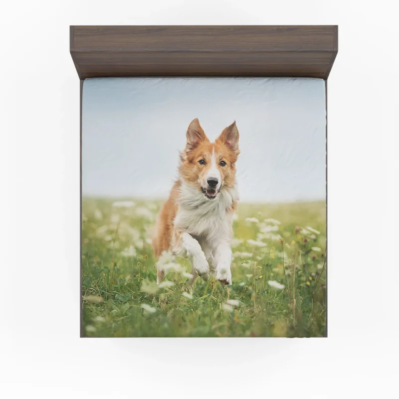 Depth Of Field Beauty in the Field with Border Collie Fitted Sheet