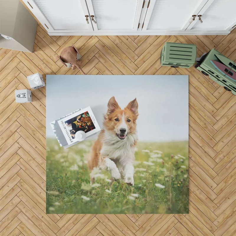 Depth Of Field Beauty in the Field with Border Collie Floor Rug