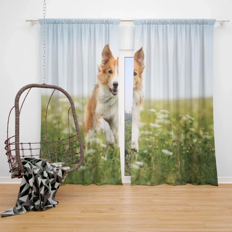 Depth Of Field Beauty in the Field with Border Collie Window Curtain