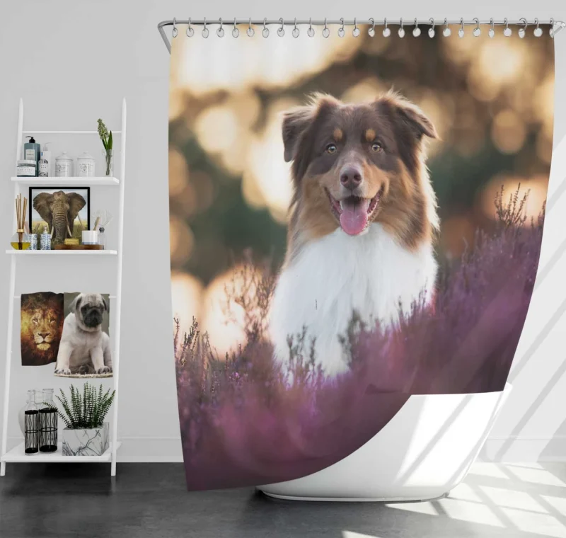 Depth Of Field Beauty with Lavender: Australian Shepherd Shower Curtain