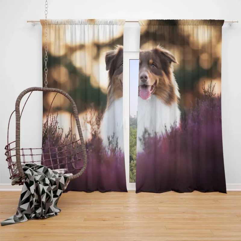 Depth Of Field Beauty with Lavender: Australian Shepherd Window Curtain