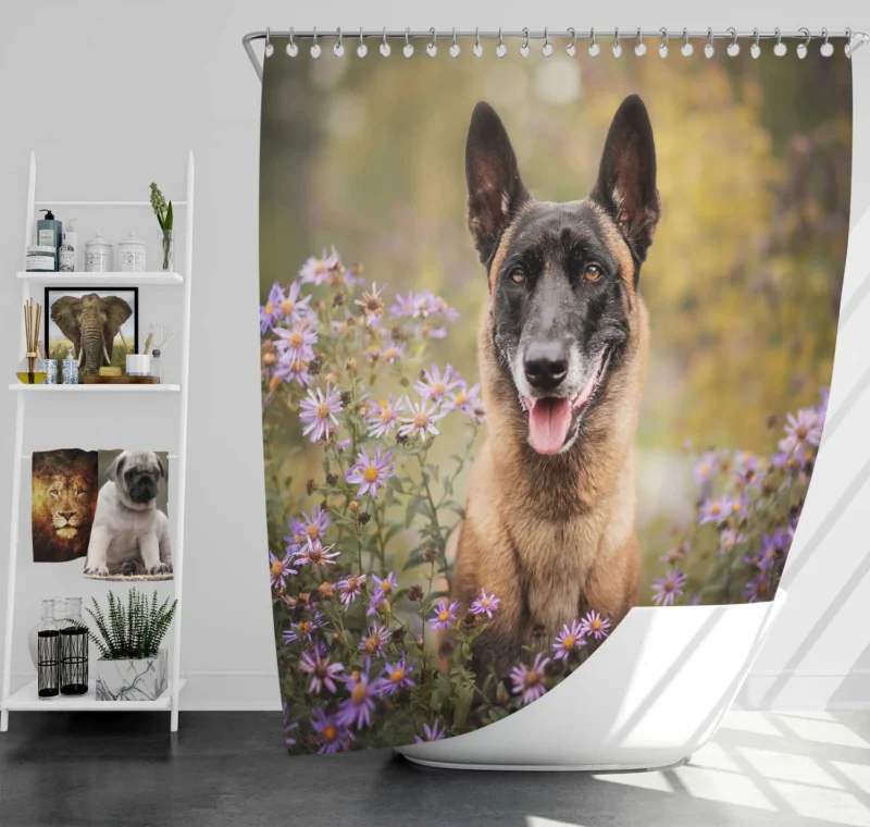 Depth Of Field Beauty with Purple Flower: Belgian Malinois Shower Curtain