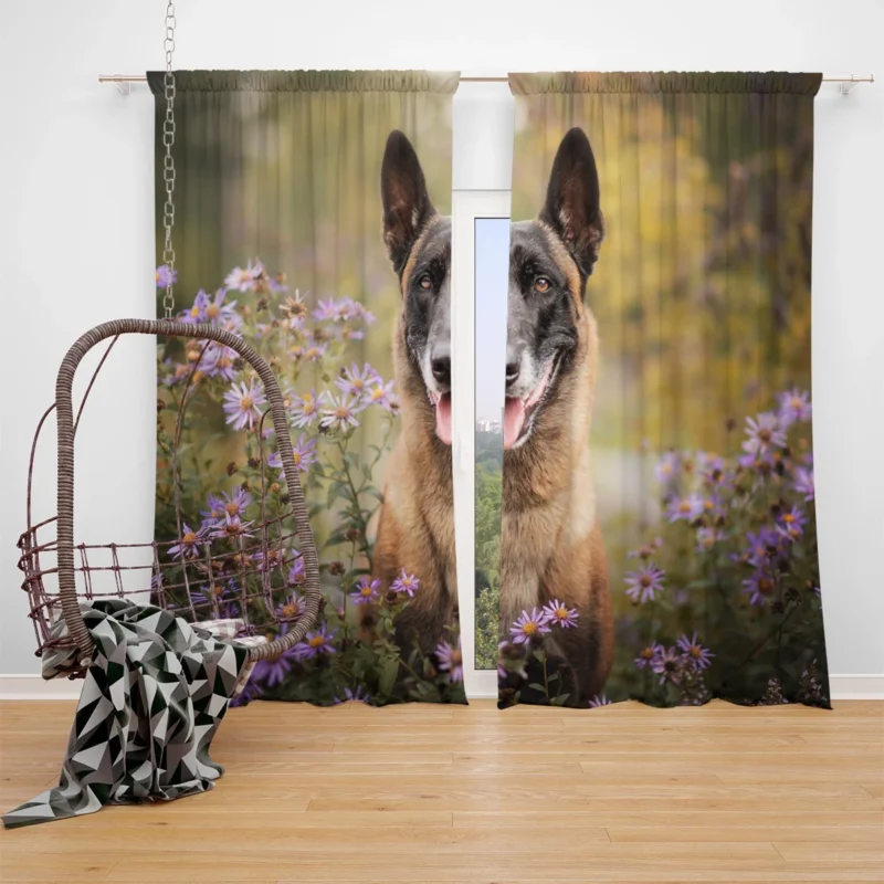 Depth Of Field Beauty with Purple Flower: Belgian Malinois Window Curtain