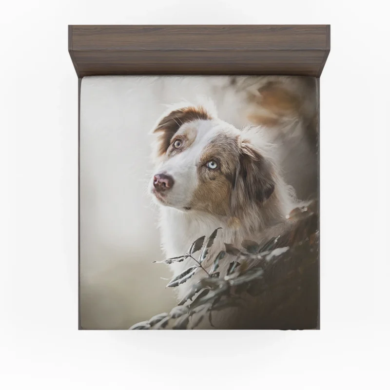 Depth Of Field Canine Elegance: Australian Shepherd Fitted Sheet