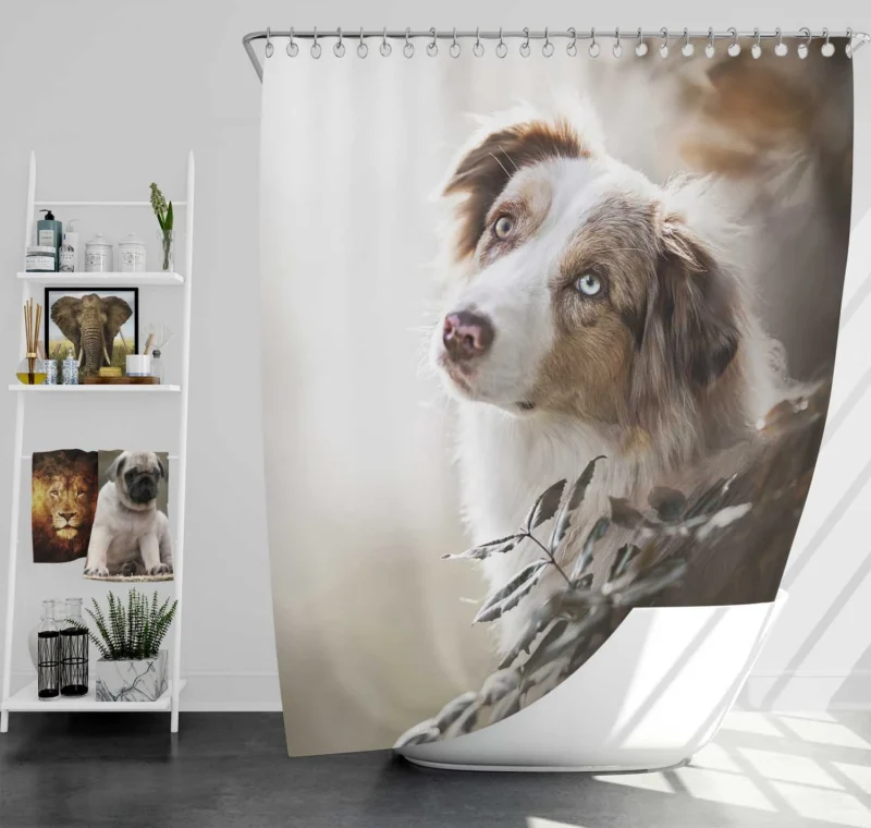 Depth Of Field Canine Elegance: Australian Shepherd Shower Curtain