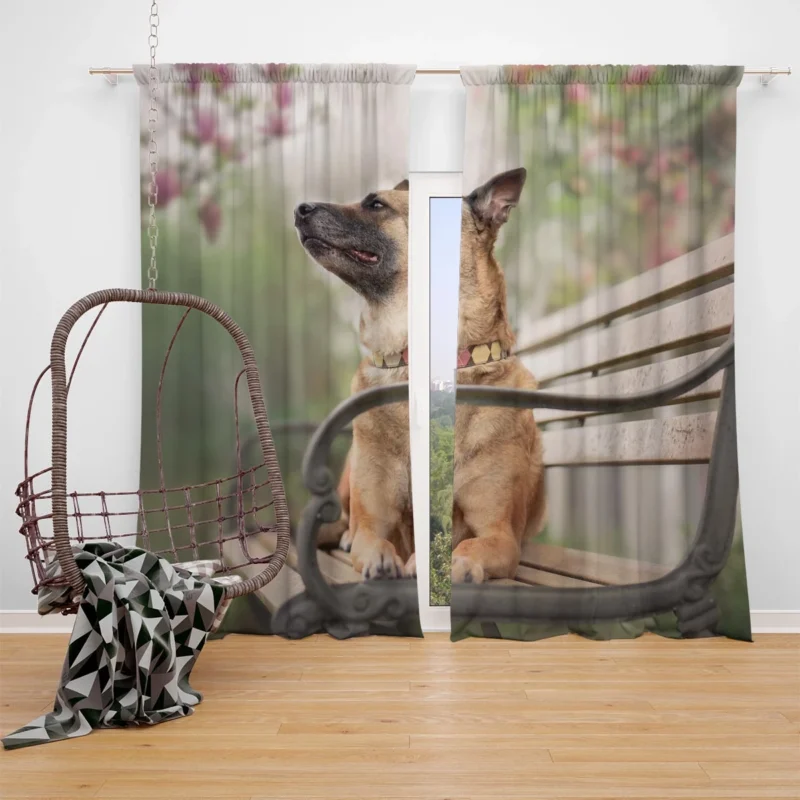 Depth Of Field on a Bench: Belgian Malinois Window Curtain