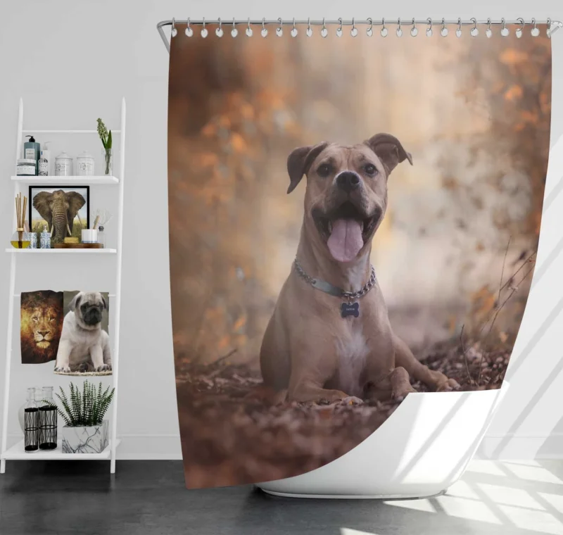 Depth of Beauty: American Pit Bull Terrier Quartet Shower Curtain