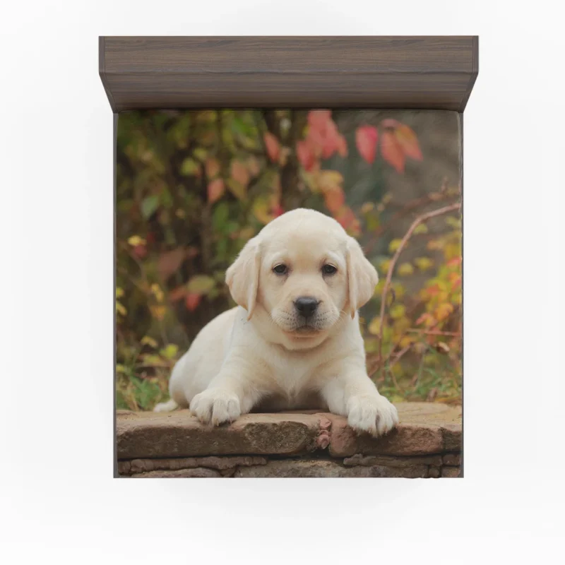 Depth of Canine Cuteness: Labrador Puppy Quartet Fitted Sheet