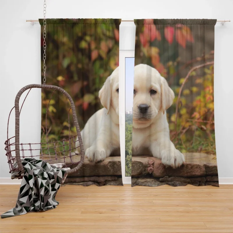 Depth of Canine Cuteness: Labrador Puppy Quartet Window Curtain