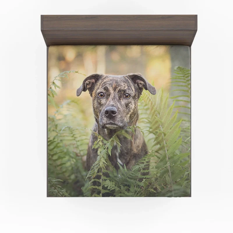 Depth of Fern Stares: Bull Terrier Quartet Fitted Sheet