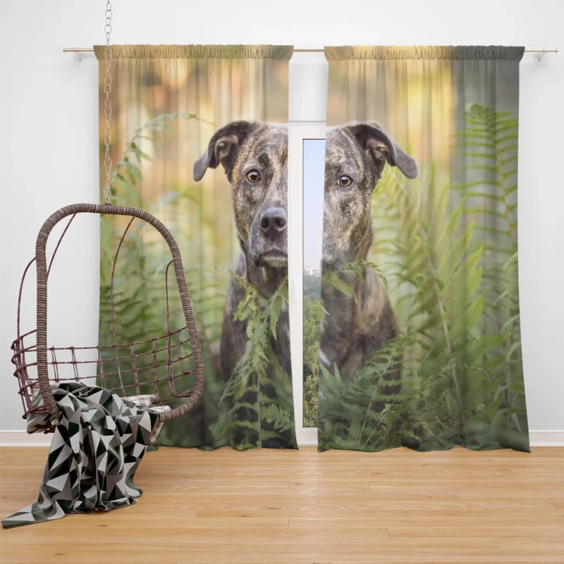 Depth of Fern Stares: Bull Terrier Quartet Window Curtain