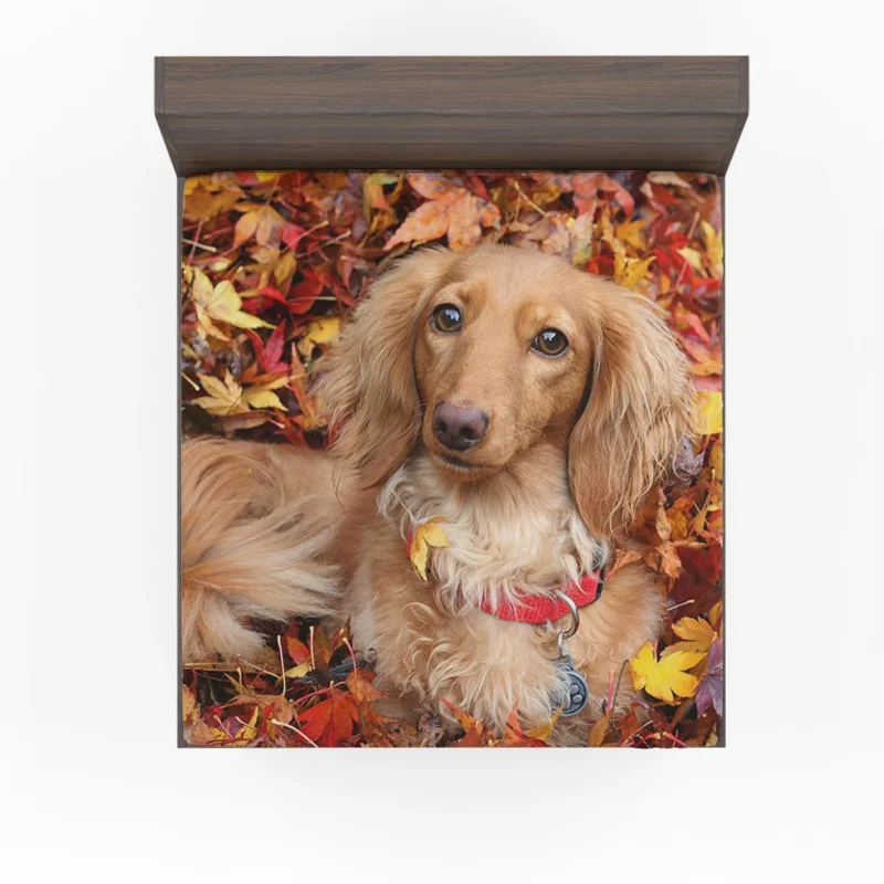 Depth of Field Autumn Leaves: Dachshund Quartet Fitted Sheet