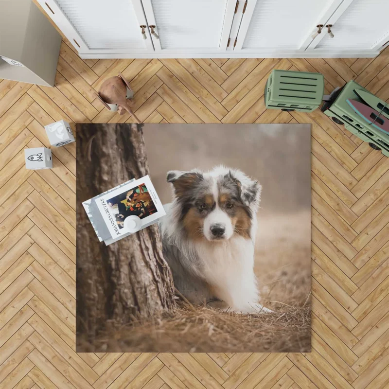 Depth of Field Beauty: Australian Shepherd Floor Rug