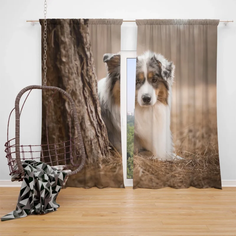 Depth of Field Beauty: Australian Shepherd Window Curtain