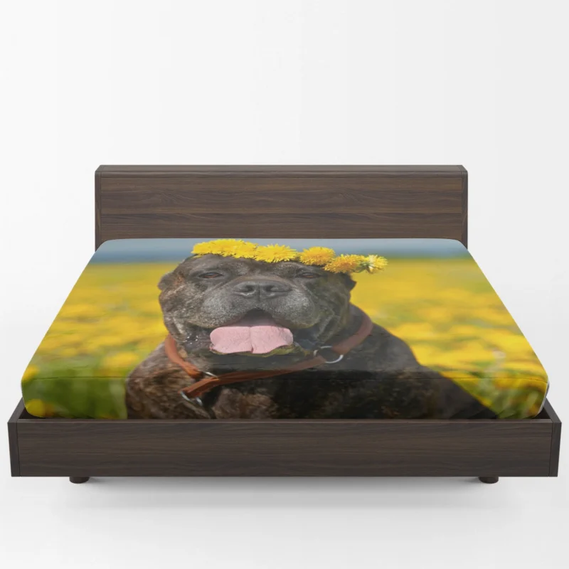 Depth of Field Beauty: Cane Corso Quartet Fitted Sheet 1