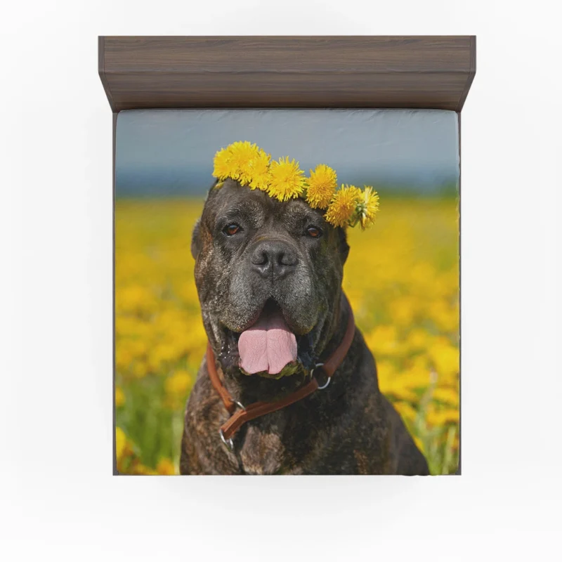 Depth of Field Beauty: Cane Corso Quartet Fitted Sheet