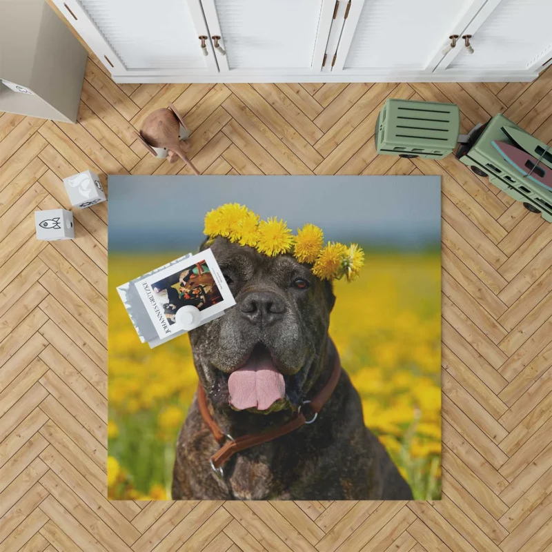 Depth of Field Beauty: Cane Corso Quartet Floor Rug