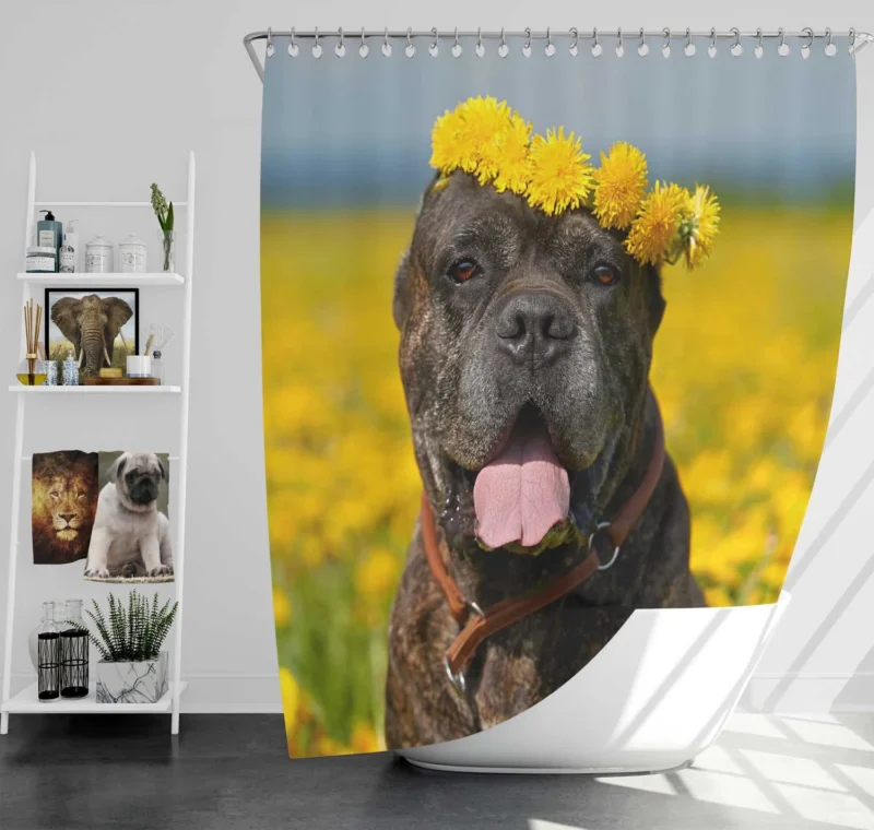 Depth of Field Beauty: Cane Corso Quartet Shower Curtain