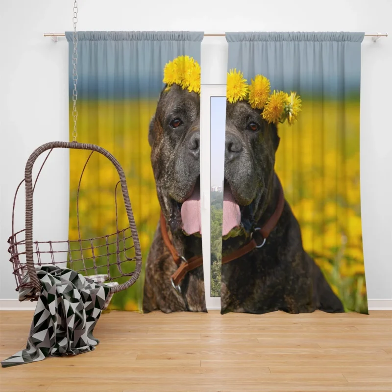 Depth of Field Beauty: Cane Corso Quartet Window Curtain