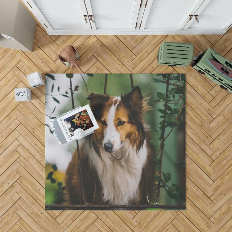 Depth of Field Beauty: Rough Collie Quartet Floor Rug