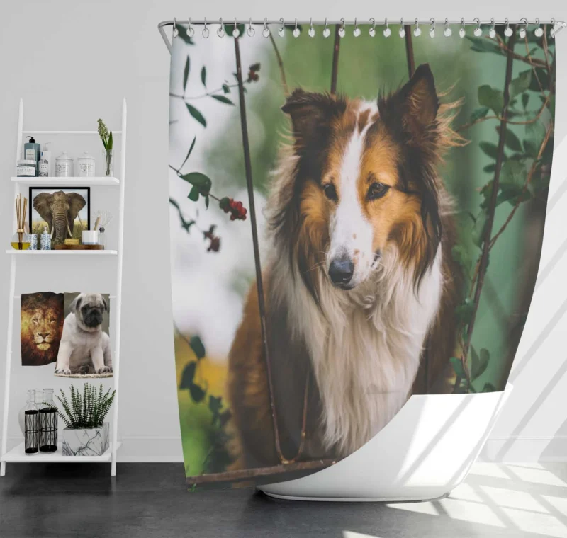 Depth of Field Beauty: Rough Collie Quartet Shower Curtain