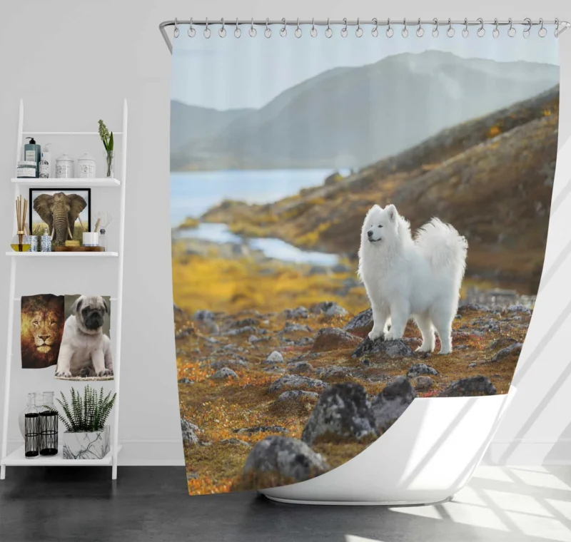 Depth of Field Beauty: Samoyed Quartet Shower Curtain