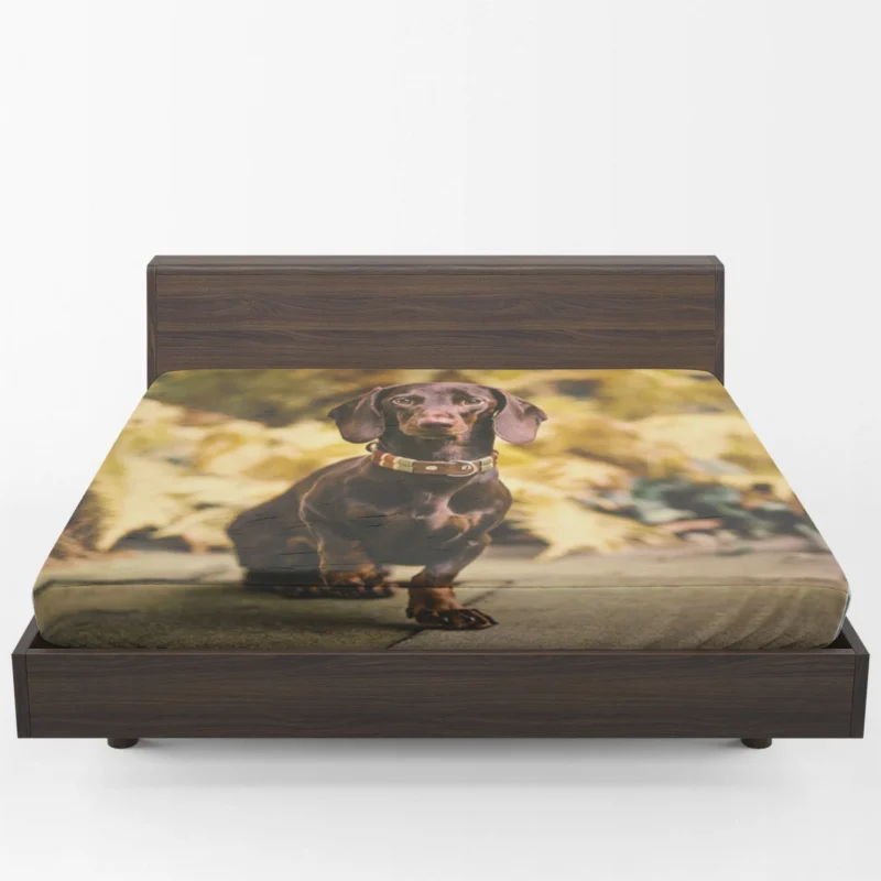 Depth of Field Dachshund Delight: Quartet Fitted Sheet 1