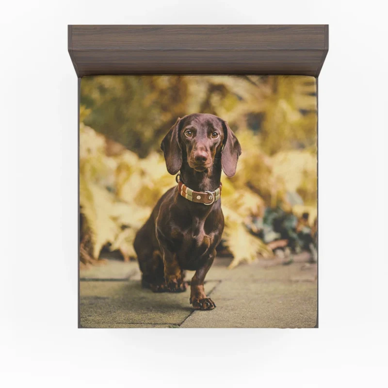 Depth of Field Dachshund Delight: Quartet Fitted Sheet