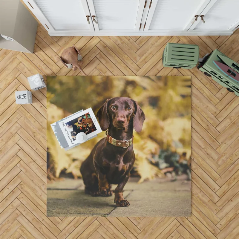 Depth of Field Dachshund Delight: Quartet Floor Rug