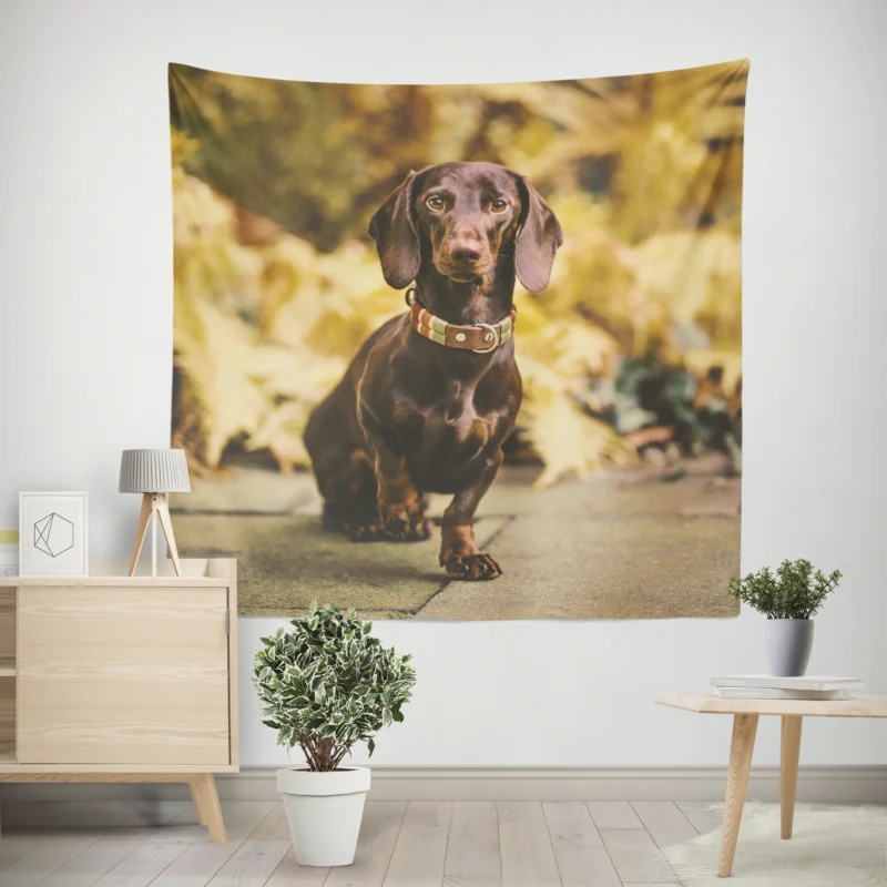 Depth of Field Dachshund Delight  Quartet Wall Tapestry