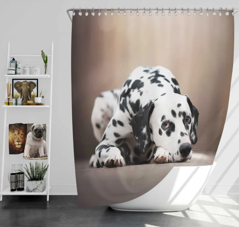 Depth of Field Dalmatian Quartet Shower Curtain