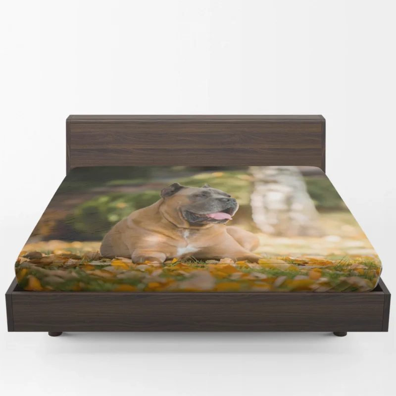 Depth of Field Elegance: Cane Corso Quartet Fitted Sheet 1