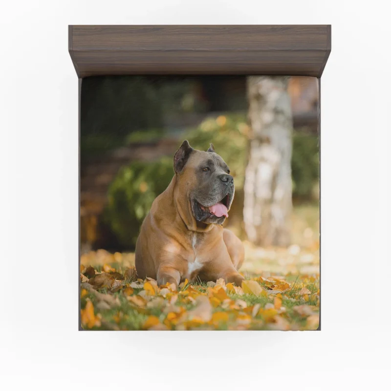 Depth of Field Elegance: Cane Corso Quartet Fitted Sheet