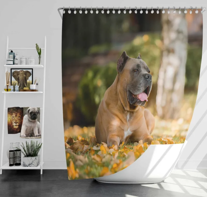 Depth of Field Elegance: Cane Corso Quartet Shower Curtain