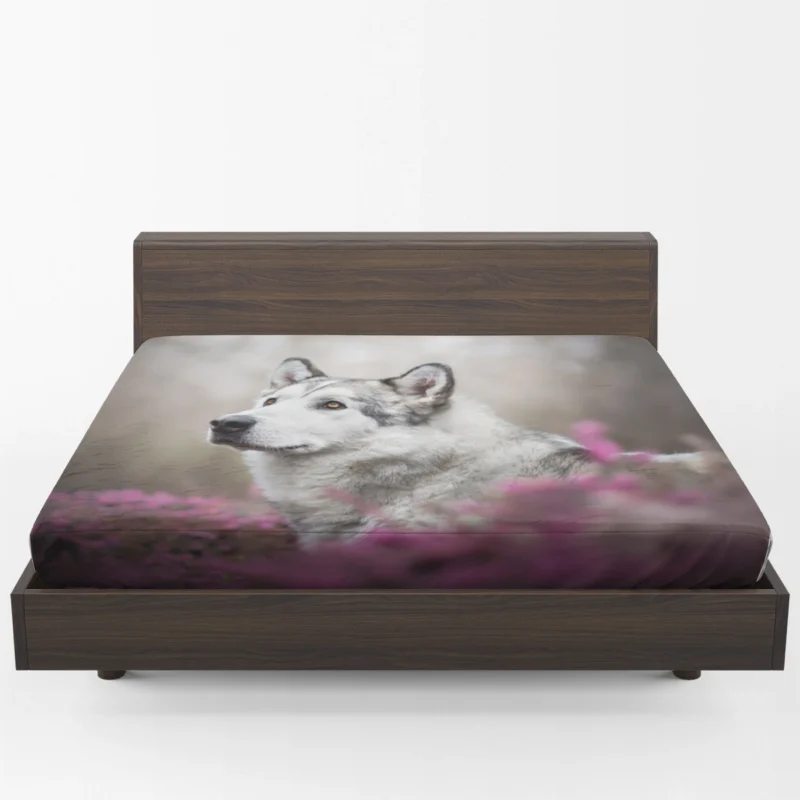 Depth of Field Magic: Alaskan Malamute Quartet Fitted Sheet 1