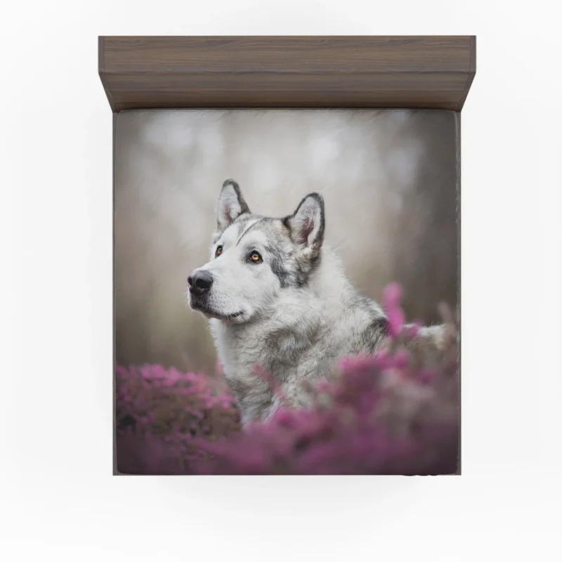 Depth of Field Magic: Alaskan Malamute Quartet Fitted Sheet