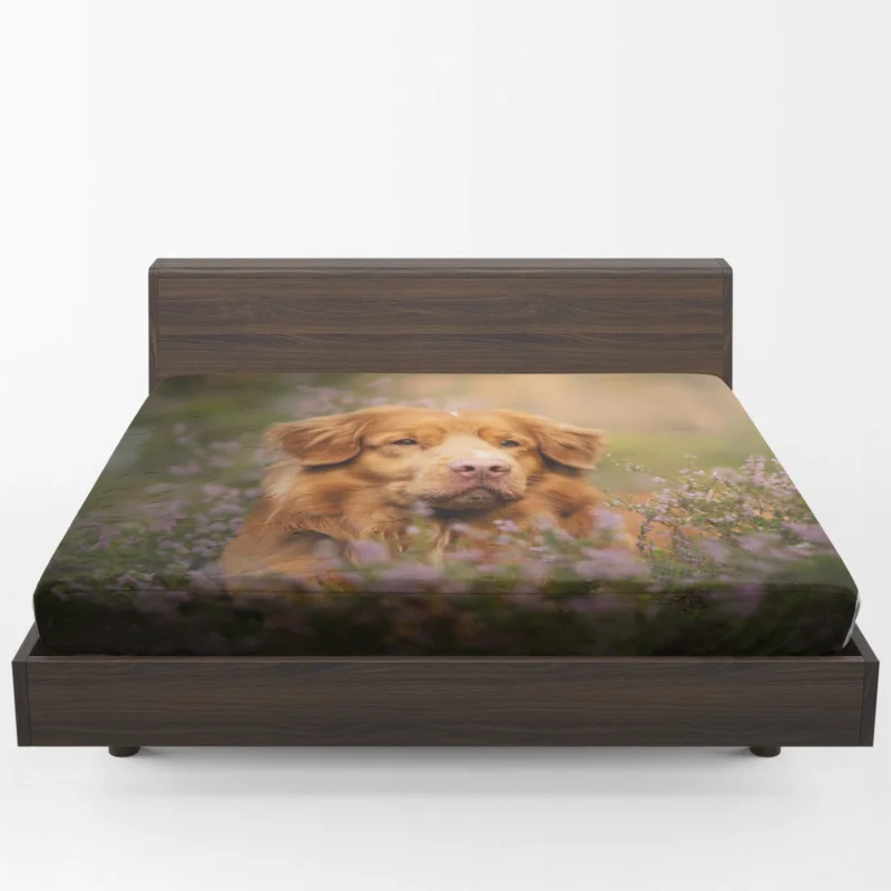 Depth of Field: Nova Scotia Duck Tolling Retriever Quartet Fitted Sheet 1