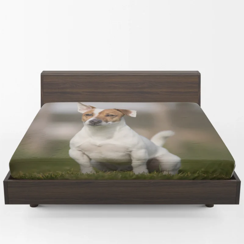 Depth of Field Quartet: Jack Russell Terriers in Grass Fitted Sheet 1