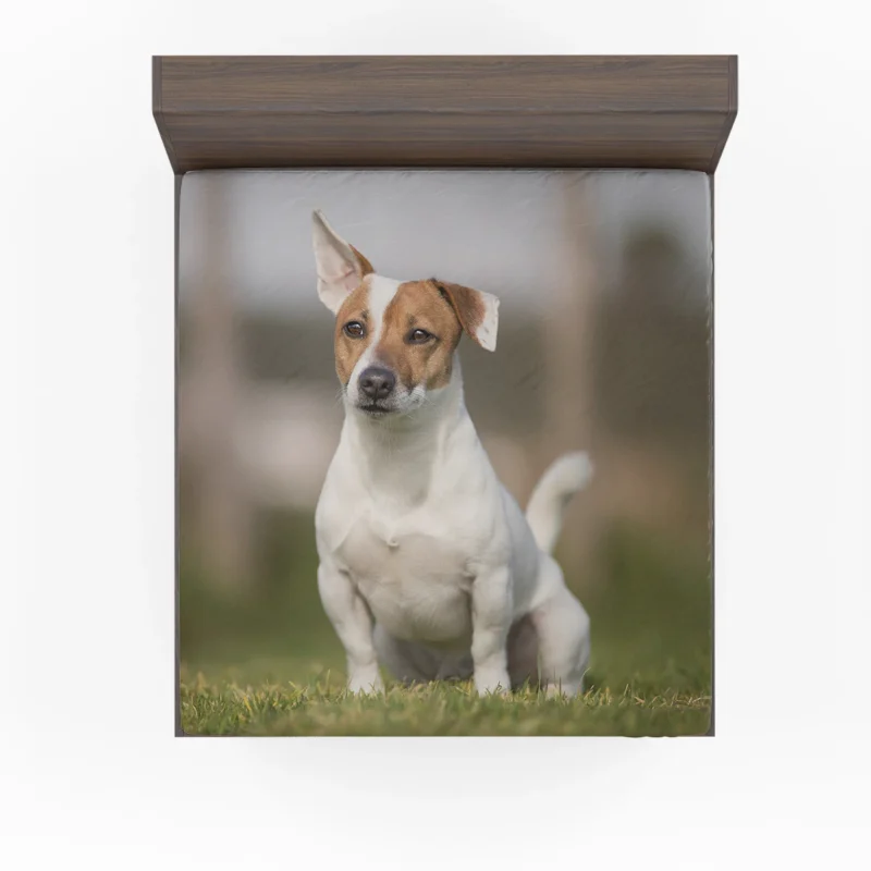 Depth of Field Quartet: Jack Russell Terriers in Grass Fitted Sheet