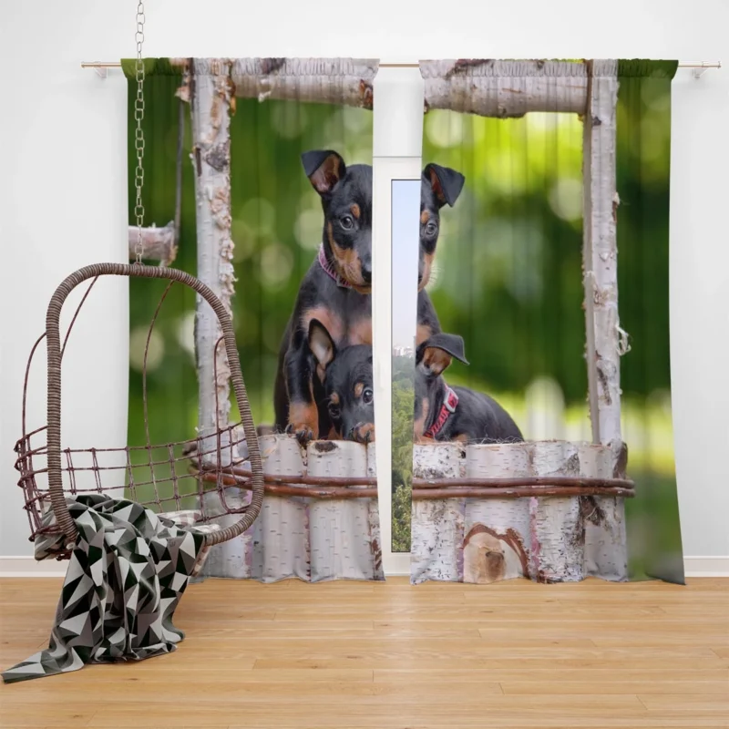 Doberman Puppies in Bauble with Bokeh: Doberman Pinscher Quartet Window Curtain