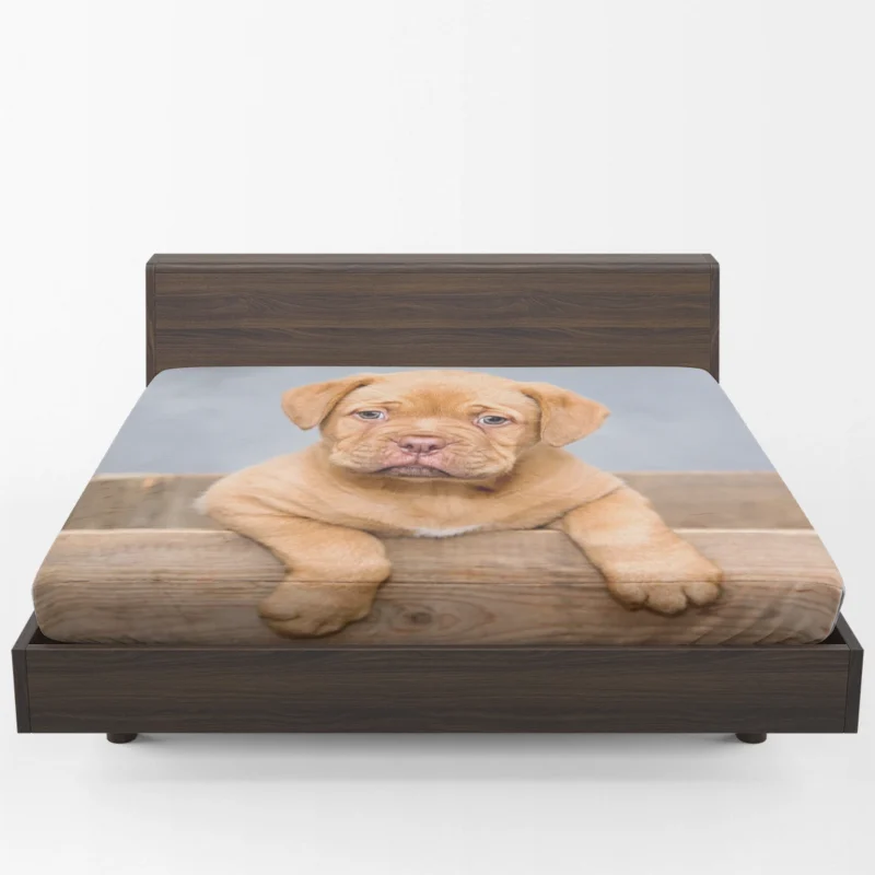 Dogue de Bordeaux Puppy in a Bauble: Quartet Fitted Sheet 1