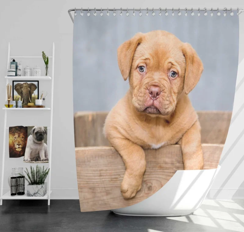 Dogue de Bordeaux Puppy in a Bauble: Quartet Shower Curtain