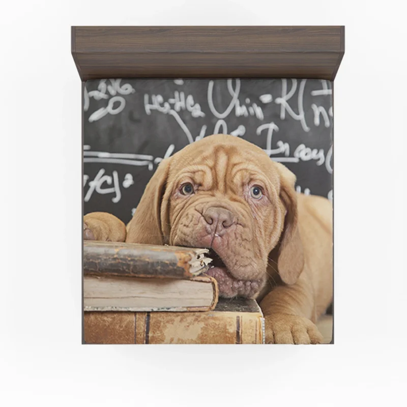 Dogue de Bordeaux Puppy with Muzzle and Book: Quartet Fitted Sheet