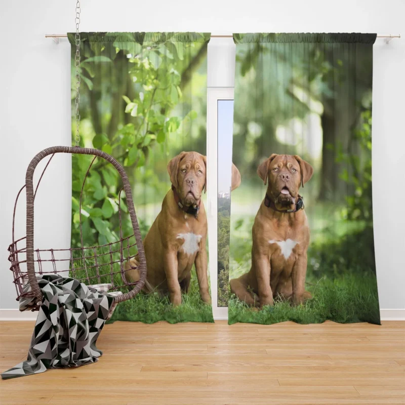 Dogue de Bordeaux with Bokeh: Quartet Window Curtain